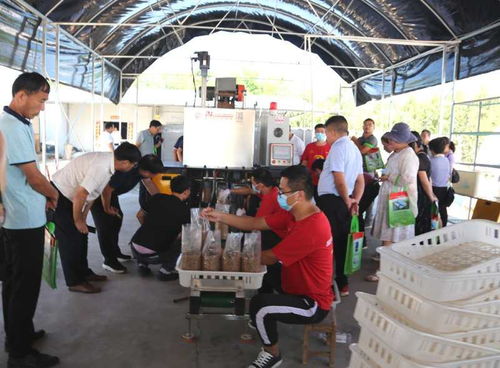 我省邁進(jìn)高質(zhì)量平菇工廠化新技術(shù)時(shí)代——網(wǎng)絡(luò)技術(shù)賦能食用菌產(chǎn)業(yè)升級(jí)